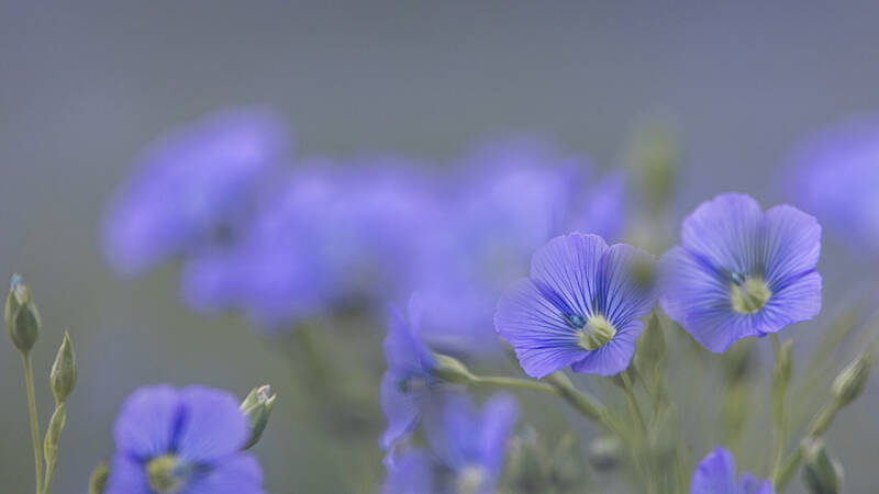 3 июня &mdash; Олёнин (Еленин) день: история и традиции народного праздника