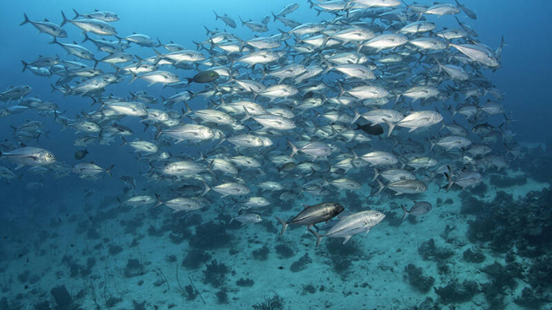 Океанологи обнаружили на дне Тихого океана &laquo;темный кислород&raquo;